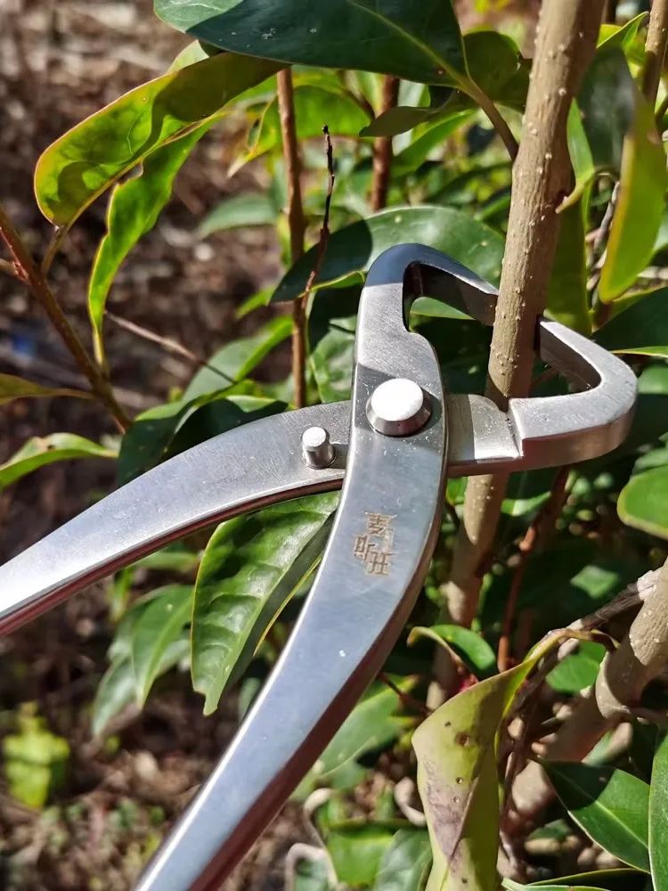 Professionele Bonsai Gereedsch - Bonsai Tool Set recensie en prijs